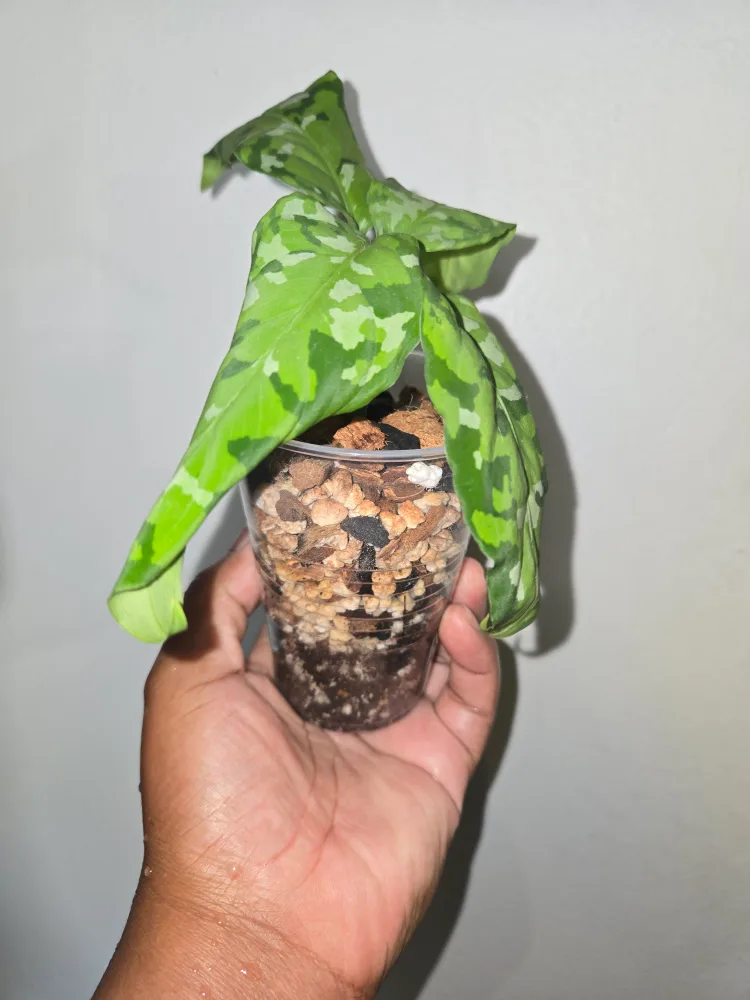 Pictum tri color  Aglaonema Plant✨️🌿 (2 available) image indicator(4)