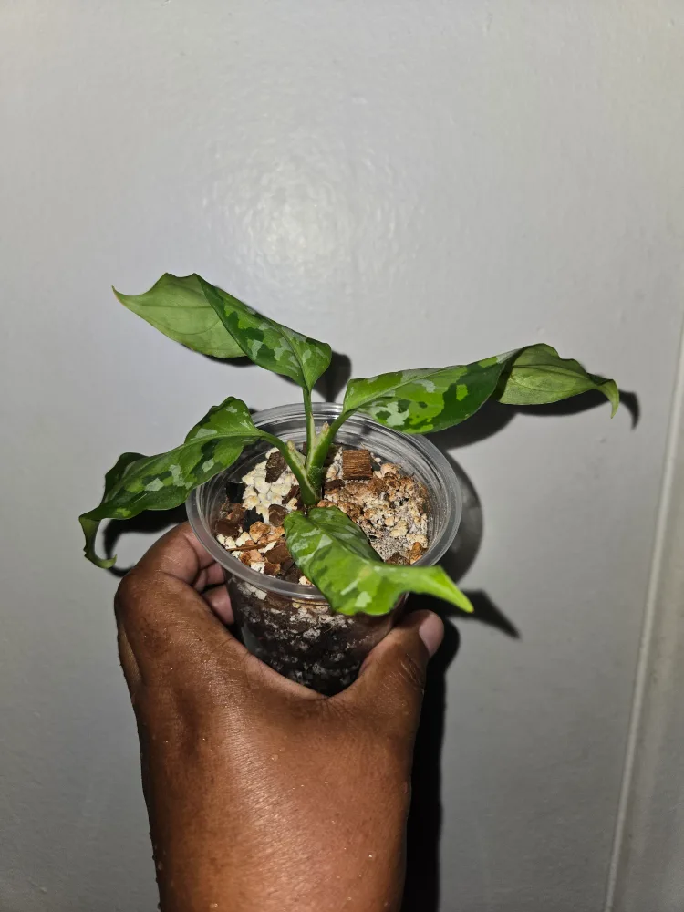Pictum tri color  Aglaonema Plant✨️🌿 (2 available) image indicator(5)