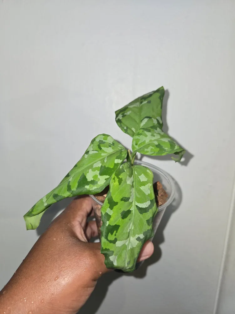 Pictum tri color  Aglaonema Plant✨️🌿 (2 available) image indicator(6)