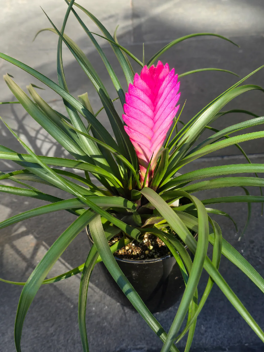 Pink Quill Plant thumbnail