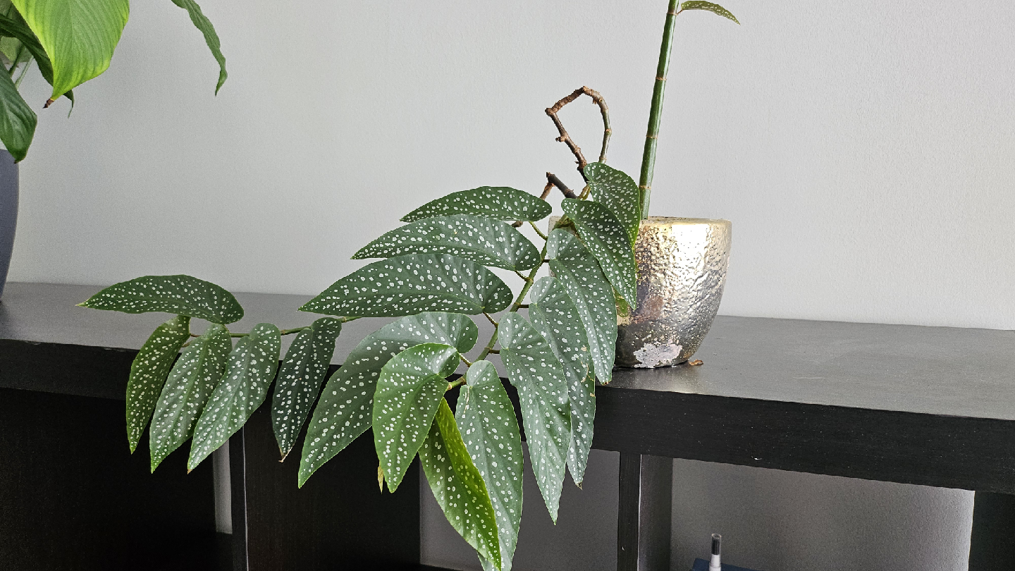 Begonia Maculata 'Wightii' in silvery pot
