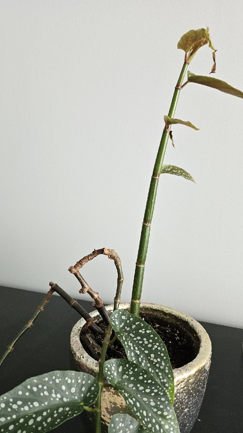 Begonia Maculata 'Wightii' in silvery pot - photo 2