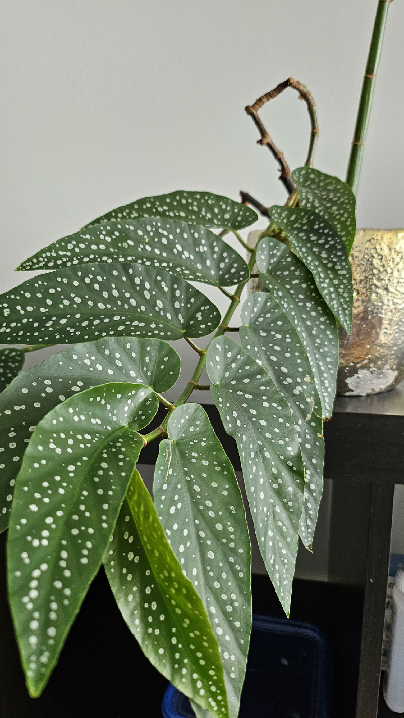Begonia Maculata 'Wightii' in silvery pot - photo 3