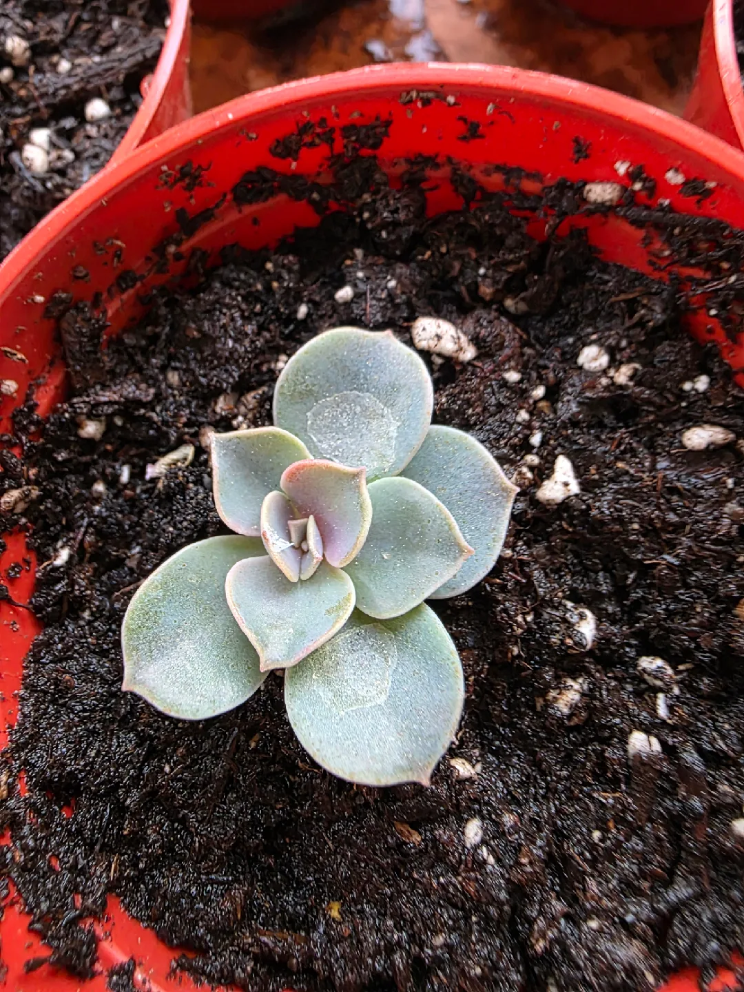 Echeveria pearl of nurnburg thumbnail