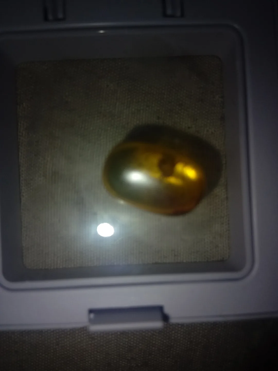 Burmese Amber Ricinuleid image indicator(2)