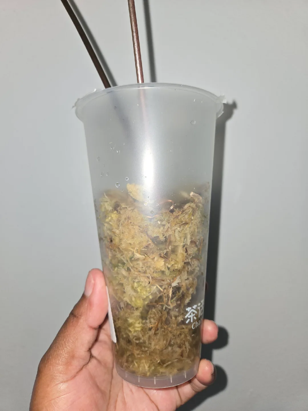 Syngonium ALBO 2 Plants, ROOTED✨️🌿 image indicator(2)