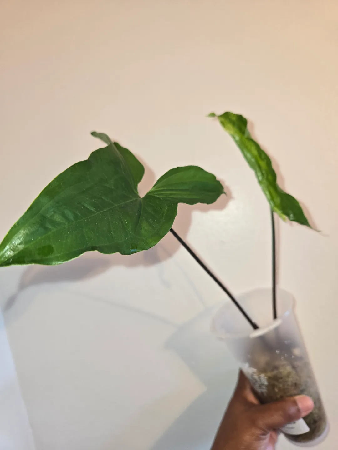 Syngonium ALBO 2 Plants, ROOTED✨️🌿 image indicator(3)