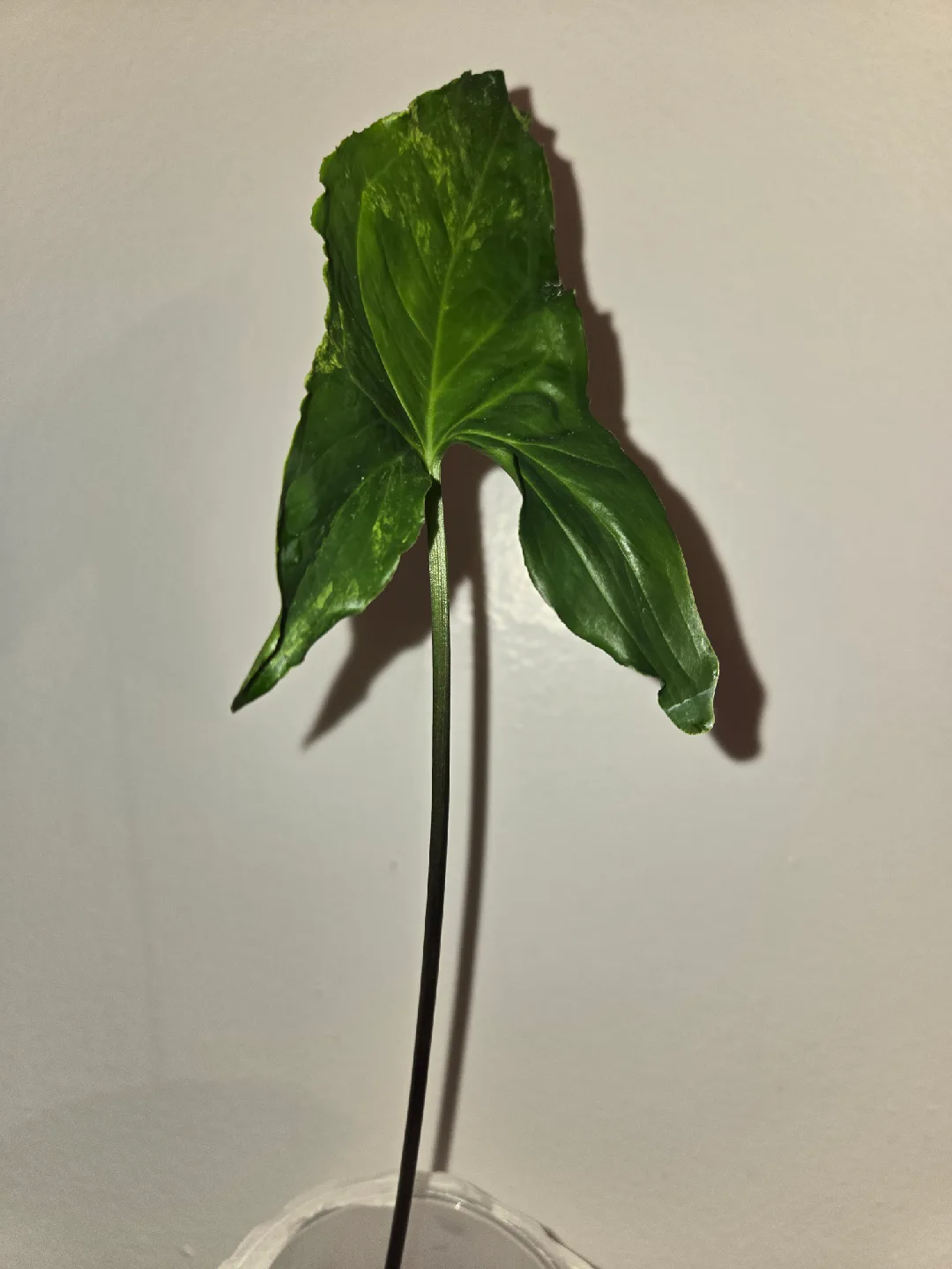 Syngonium ALBO 2 Plants, ROOTED✨️🌿 image indicator(5)