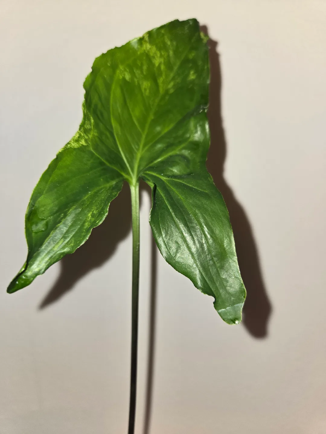 Syngonium ALBO 2 Plants, ROOTED✨️🌿 image indicator(6)