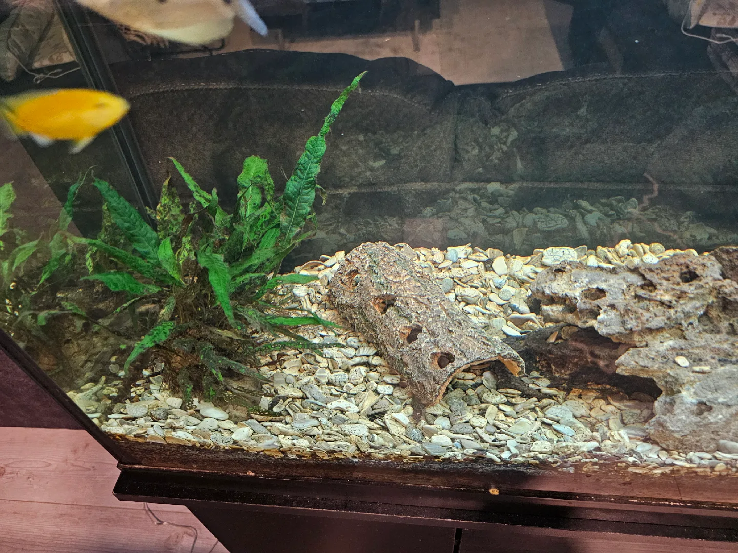 aquarium with accessories image indicator(3)