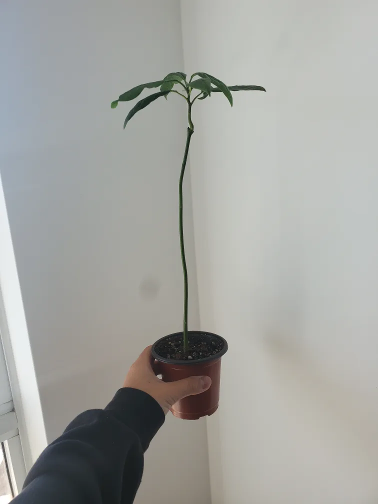 Avocado Plant 3.5 inch pot 🧡 thumbnail