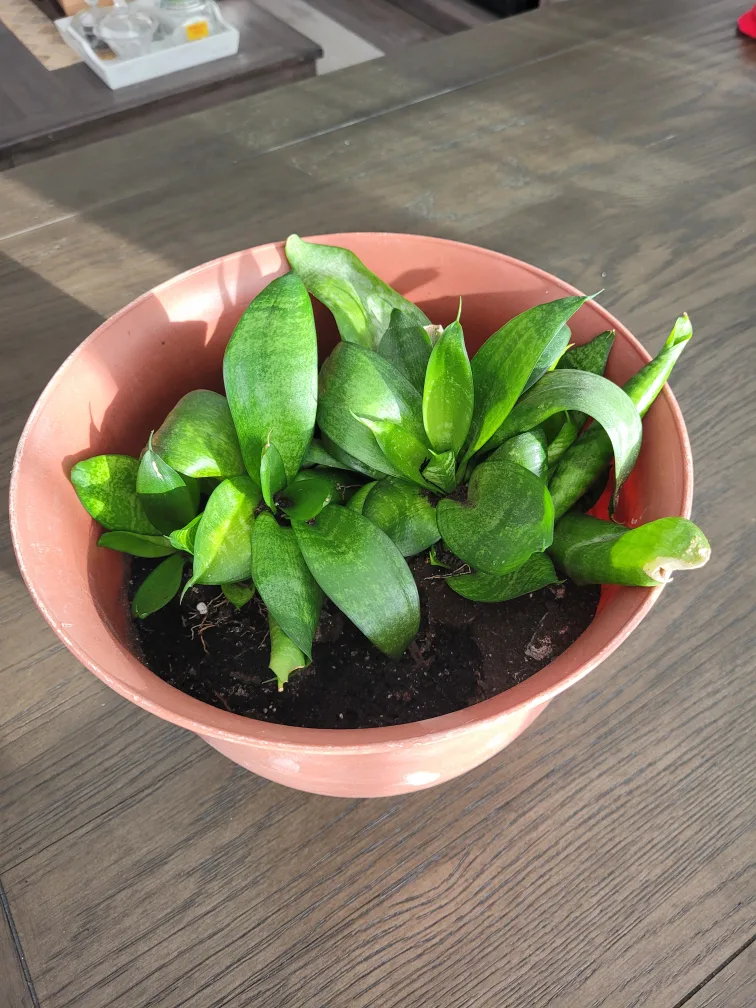 Potted Snake Plant thumbnail
