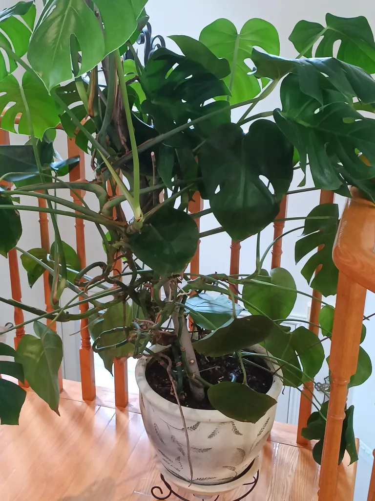 Monstera Plant with Decorated Pot image indicator(2)