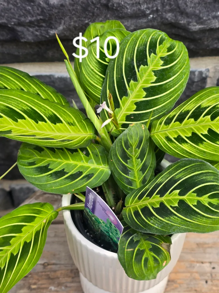 Assorted Indoor Plants thumbnail