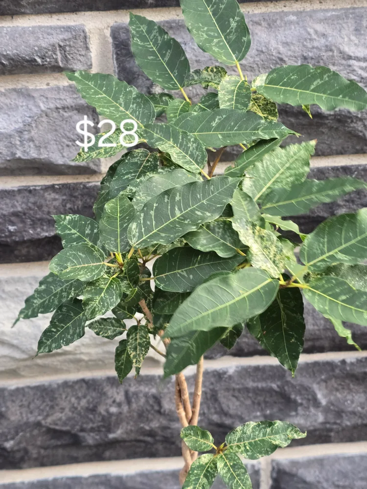 Assorted Indoor Plants image indicator(8)