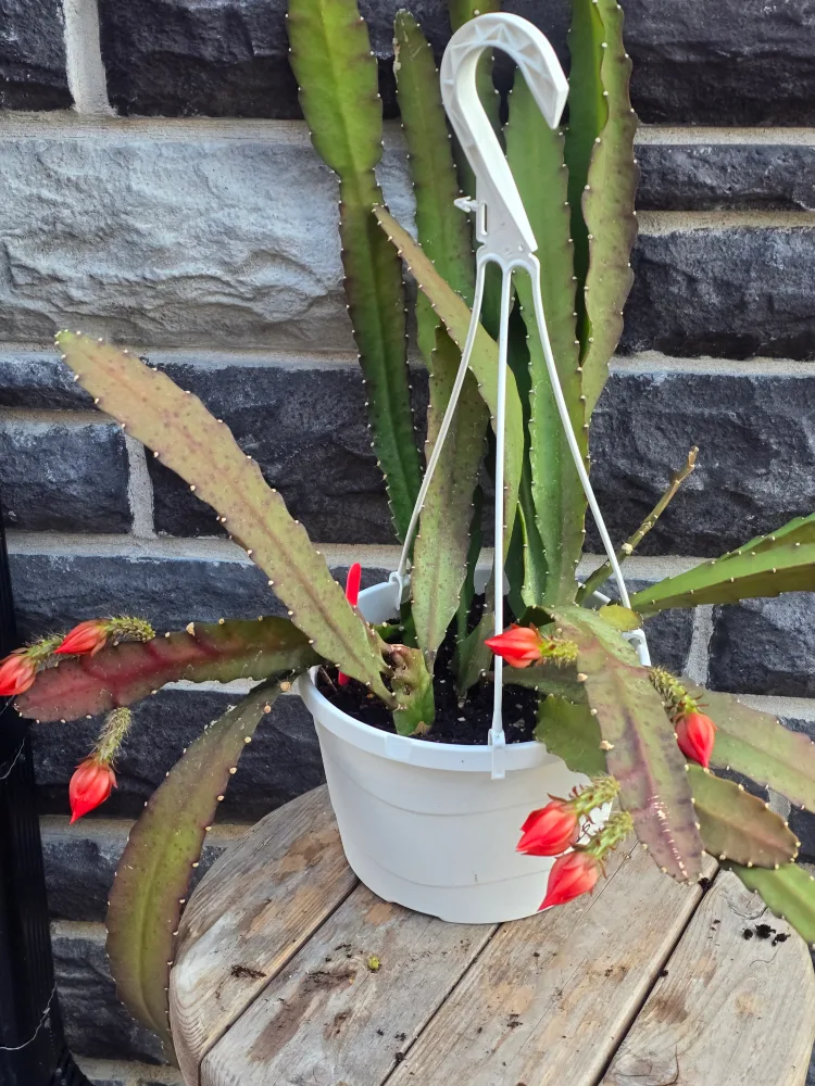 Assorted Indoor Plants image indicator(9)