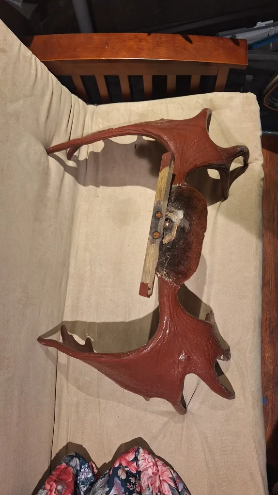 Moose Antlers - Decorative Wall Hanging image indicator(2)