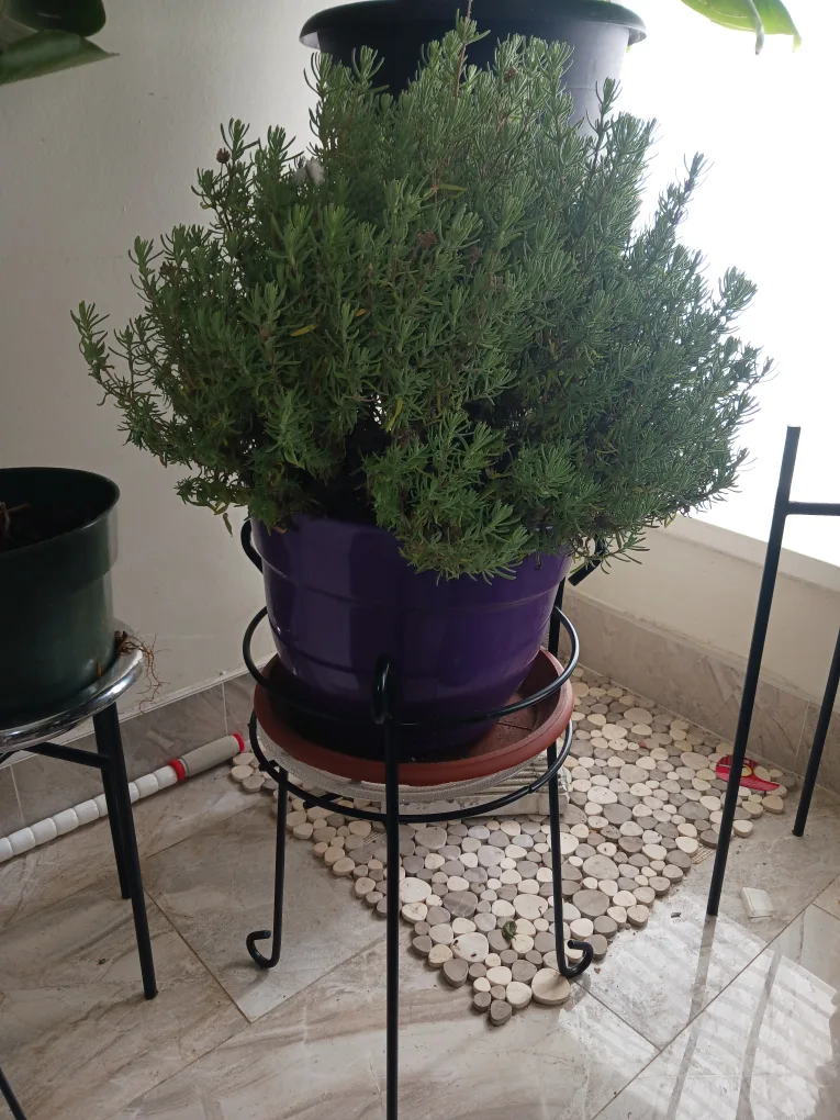 Potted Lavender Plant thumbnail