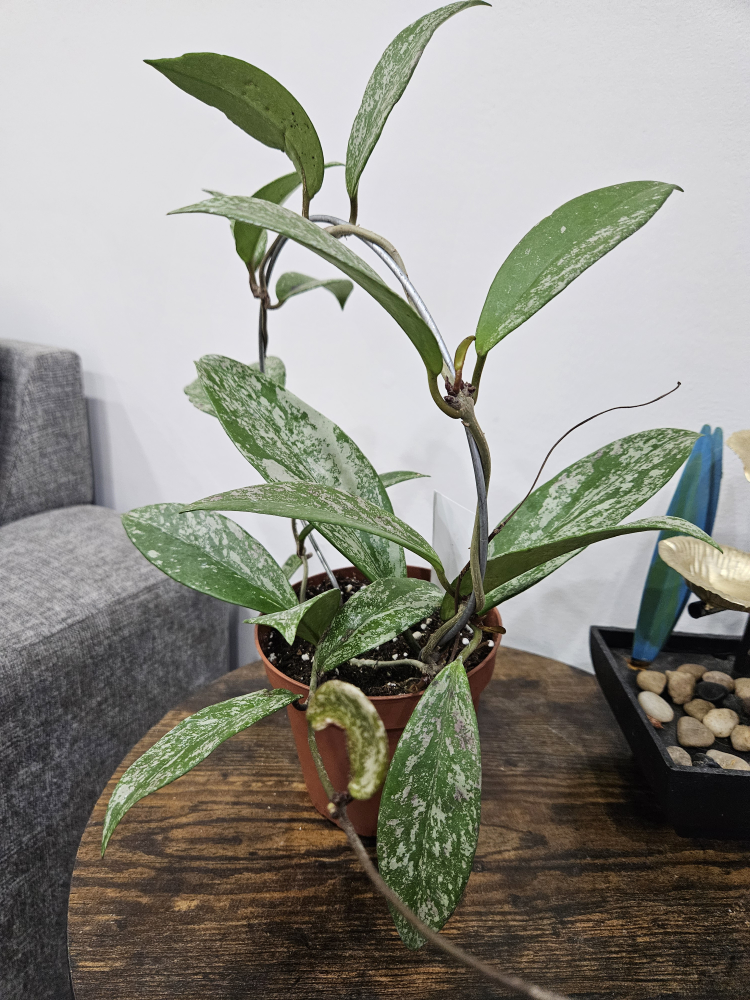Hoya Plant with Trellis