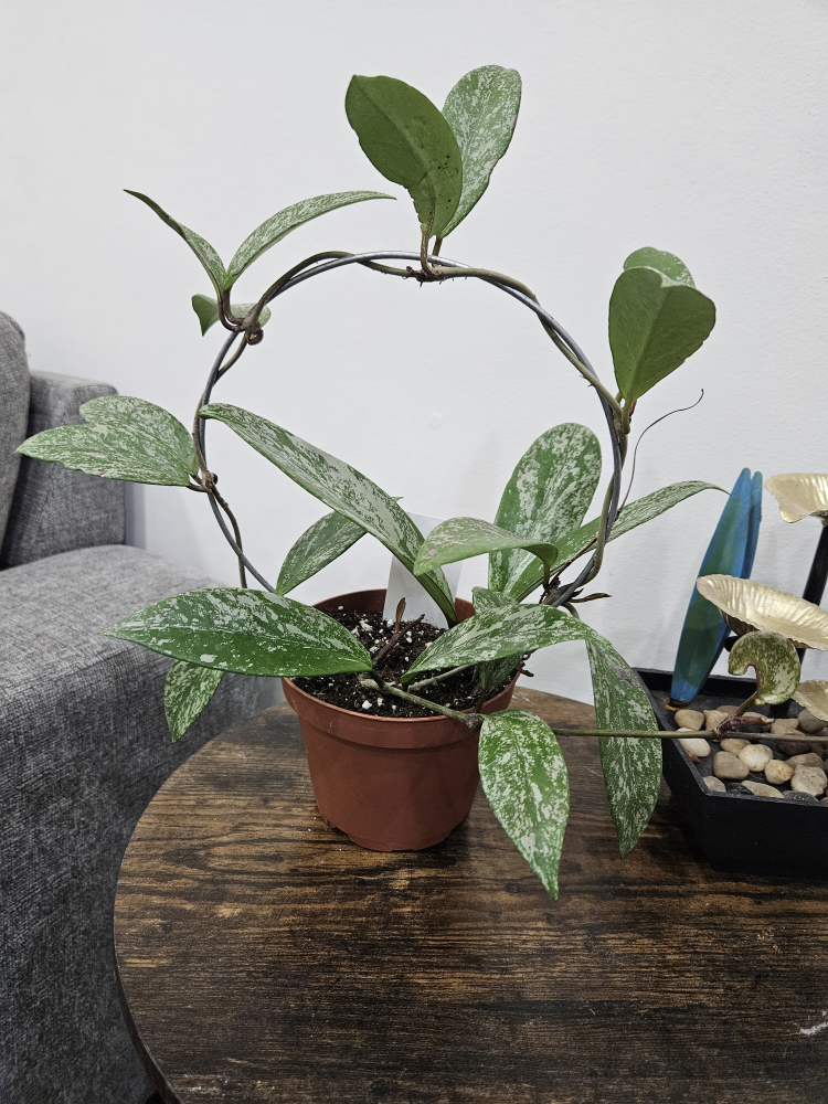 Hoya Plant with Trellis - photo 2