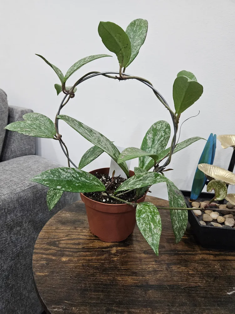 Hoya Plant with Trellis image indicator(2)