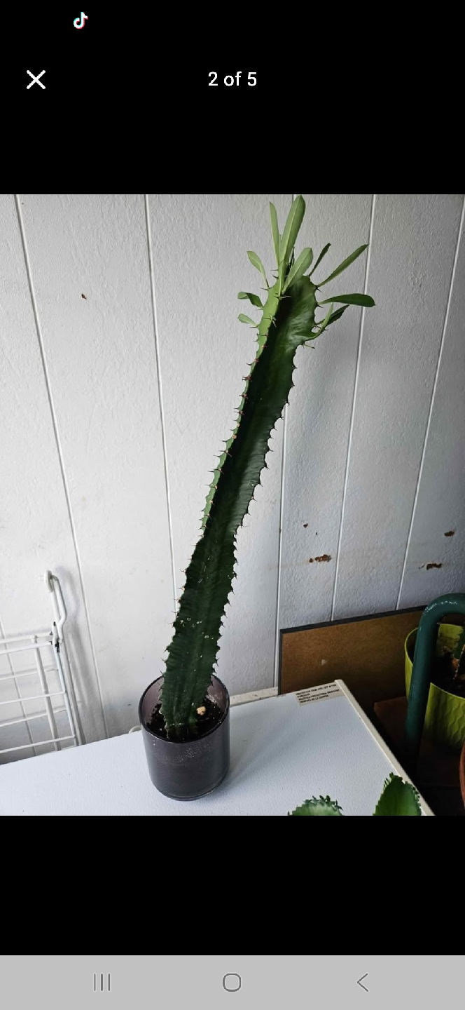 Euphorbia Trigona (African Milk Tree)