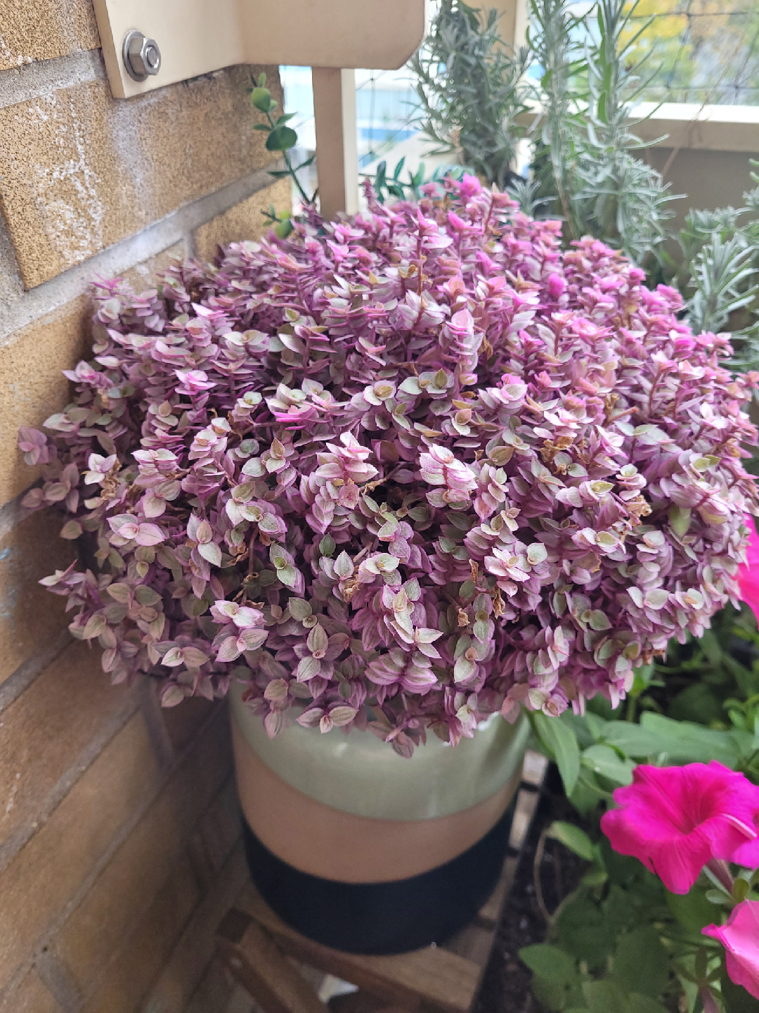 Callisia Repens Pink Lady Plant