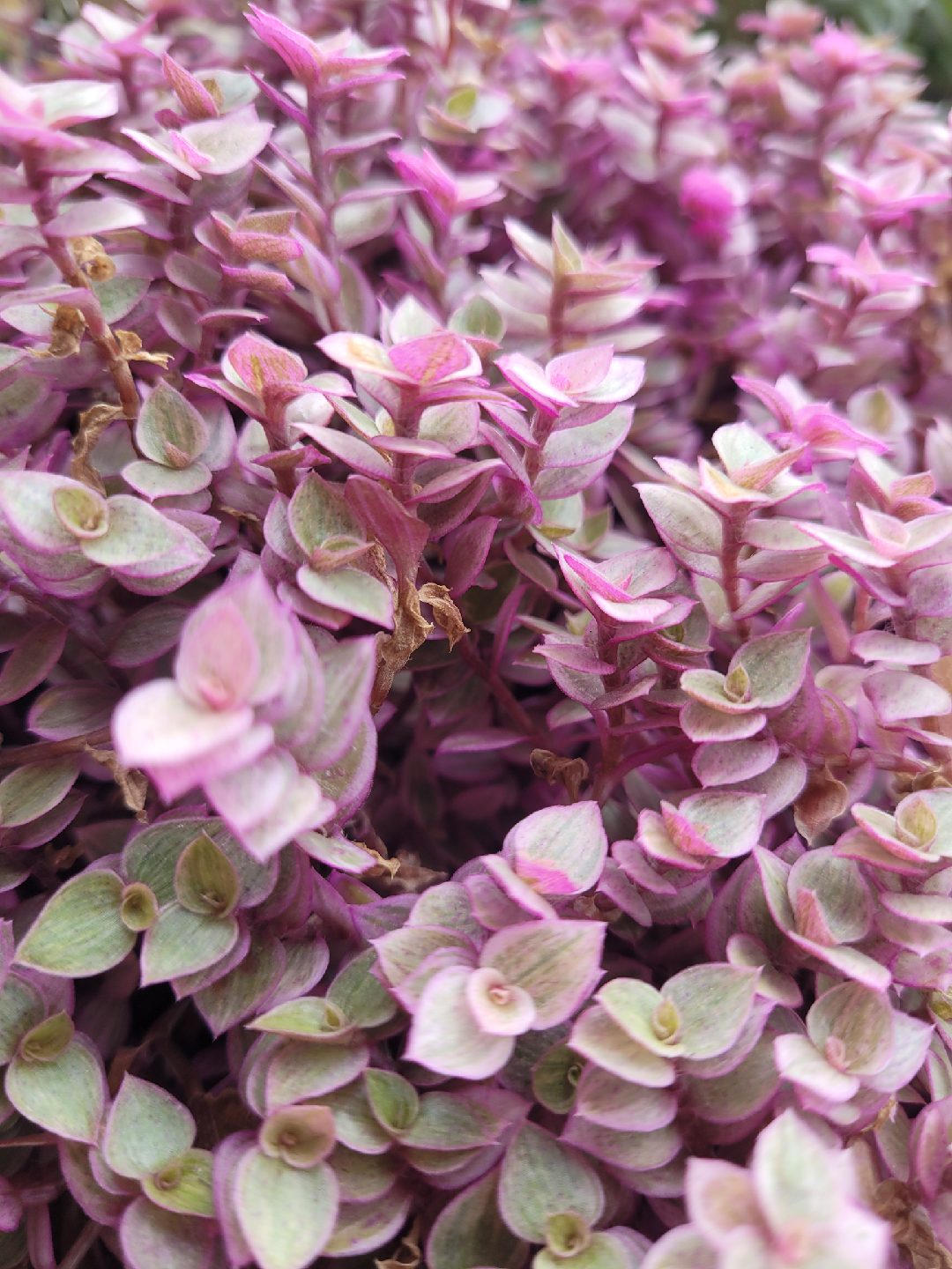 Callisia Repens Pink Lady Plant - photo 2