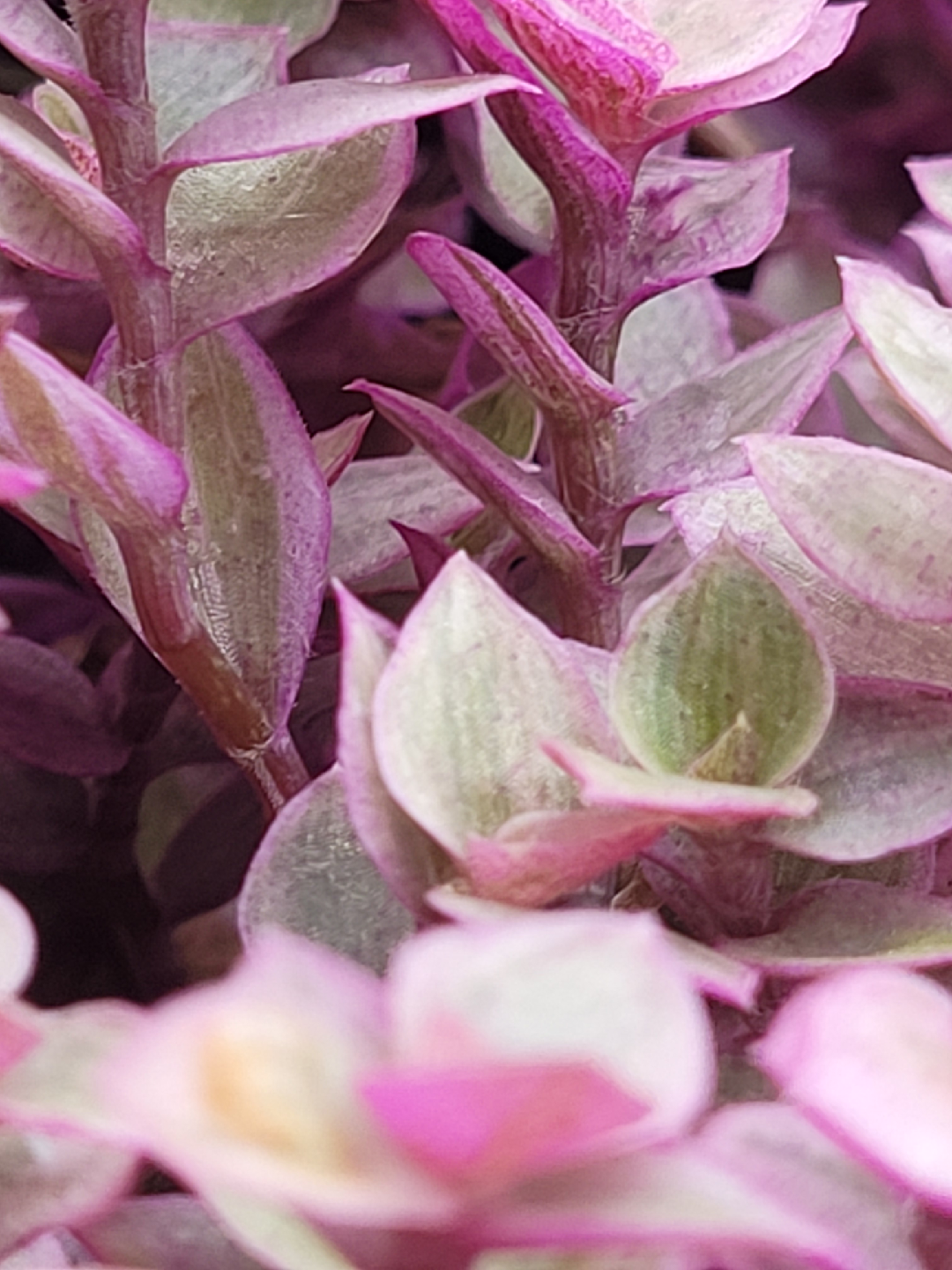 Callisia Repens Pink Lady Plant - photo 3
