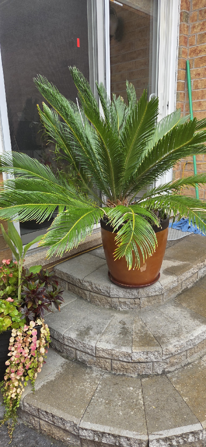 Sago Palm tree
