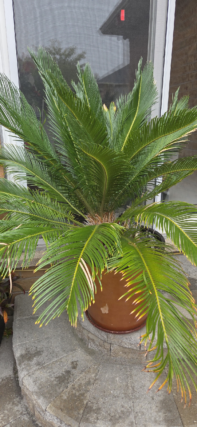 Sago Palm tree - photo 2