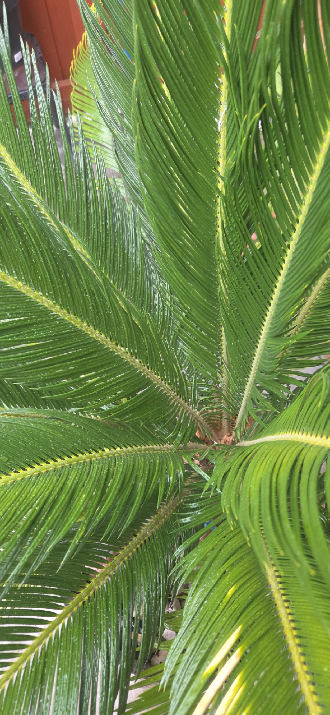 Sago Palm tree - photo 3