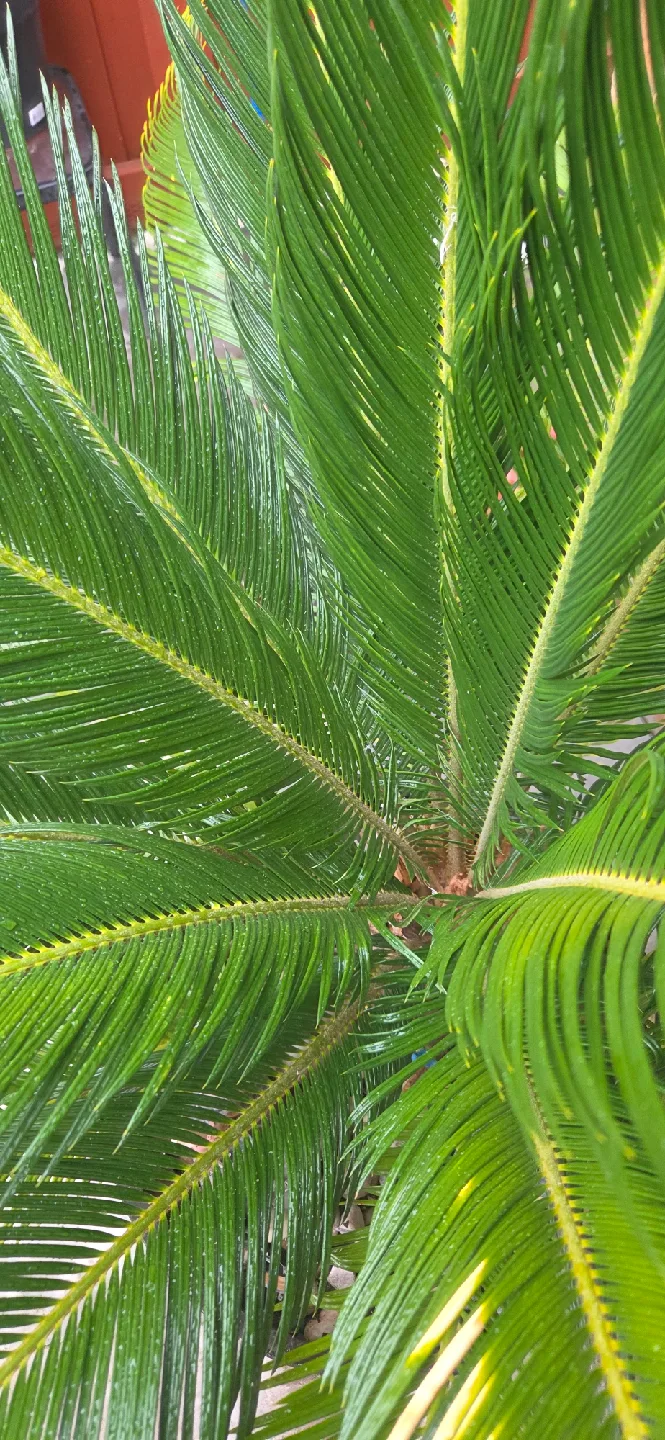 Sago Palm tree image indicator(3)