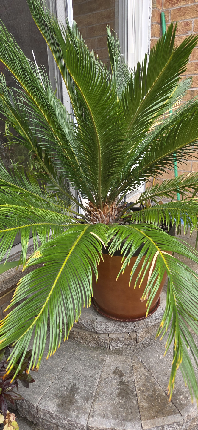 Sago Palm tree - photo 4