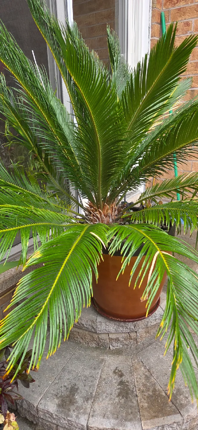 Sago Palm tree image indicator(4)