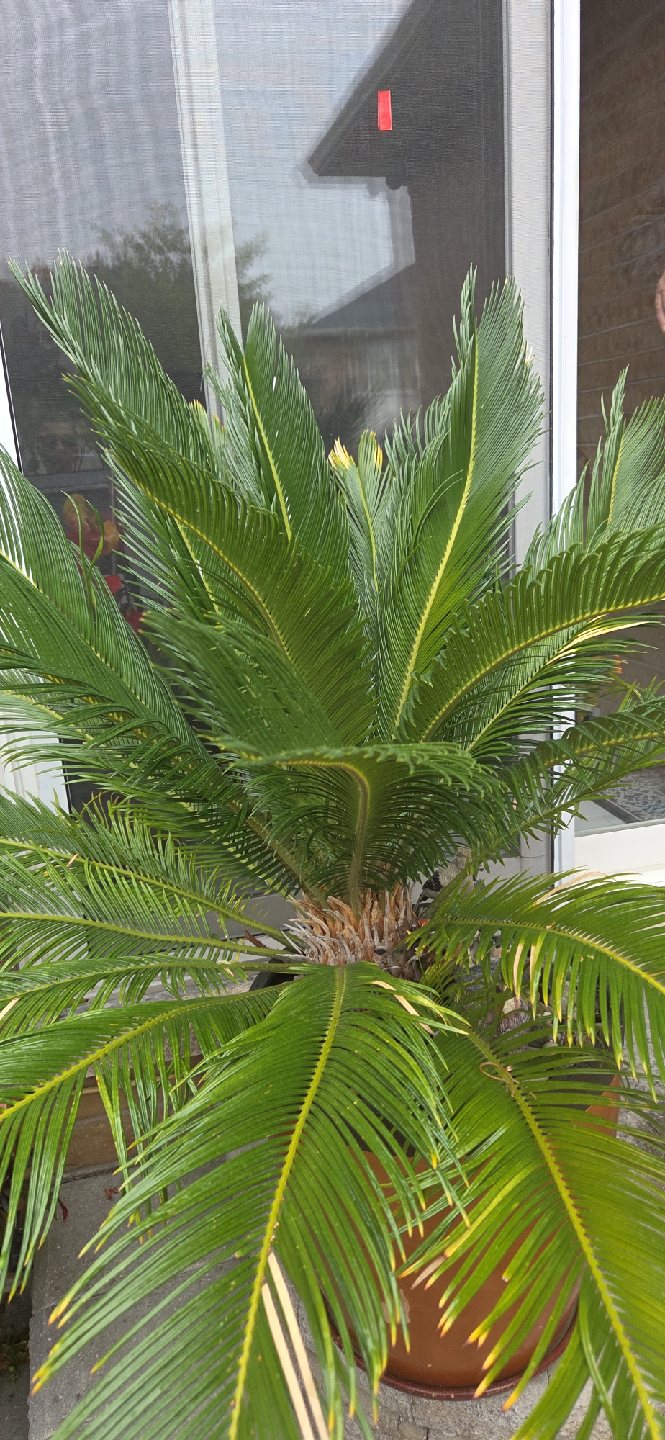 Sago Palm tree - photo 5
