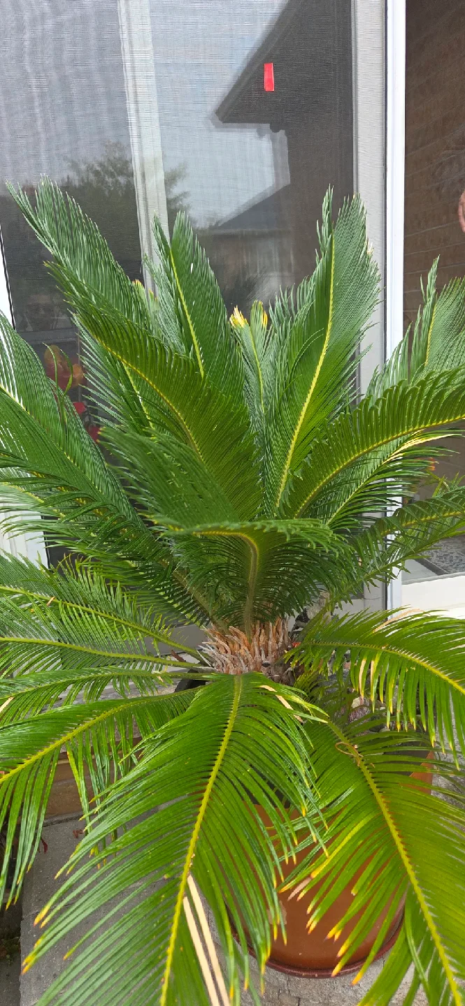 Sago Palm tree image indicator(5)