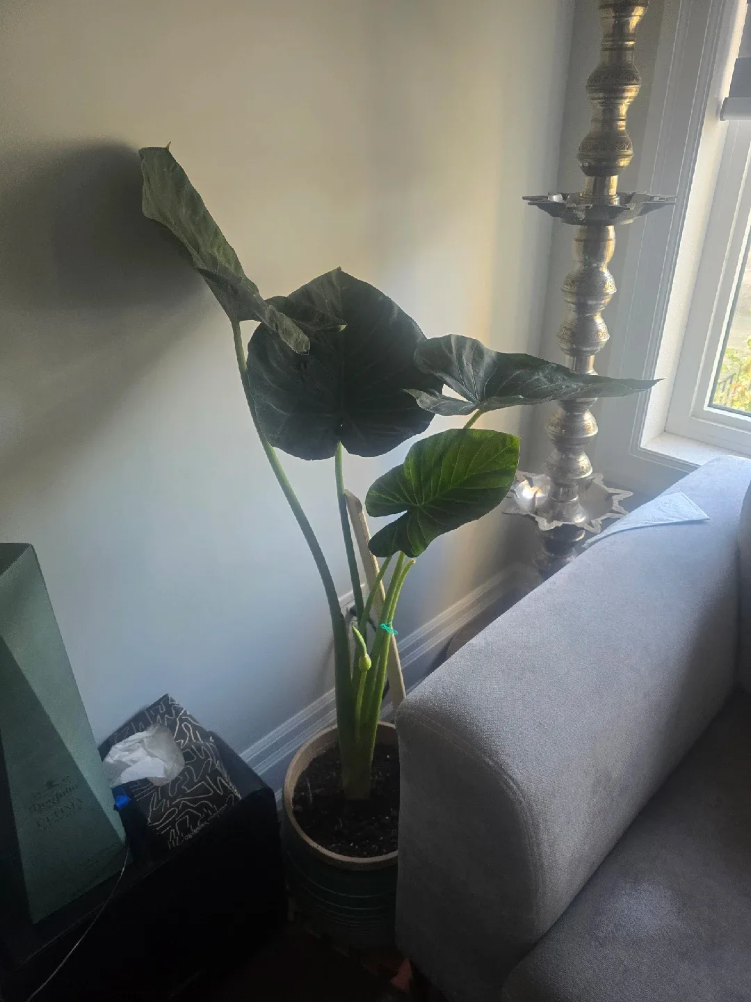 large Alocasia image indicator(2)