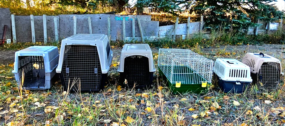 Pet Carriers - Various Sizes thumbnail