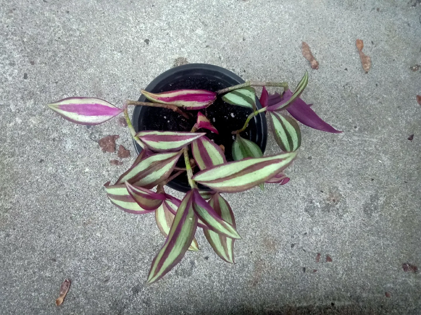 Wandering Jew image indicator(3)