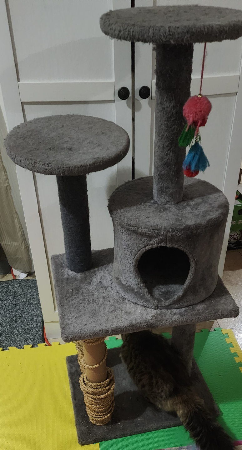 Used Cat Tree with Scratching Post