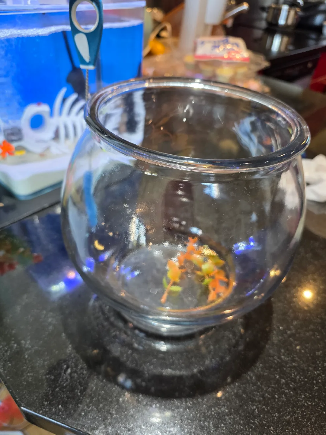 Small Glass Fish Bowl image indicator(6)