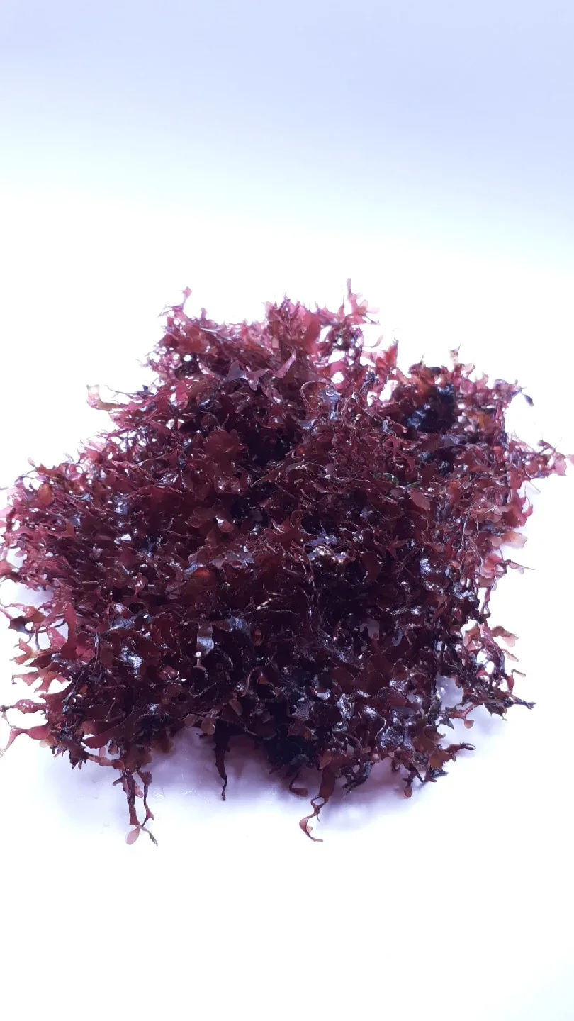 Red Seaweed, Dragon breath macroalgae image indicator(3)
