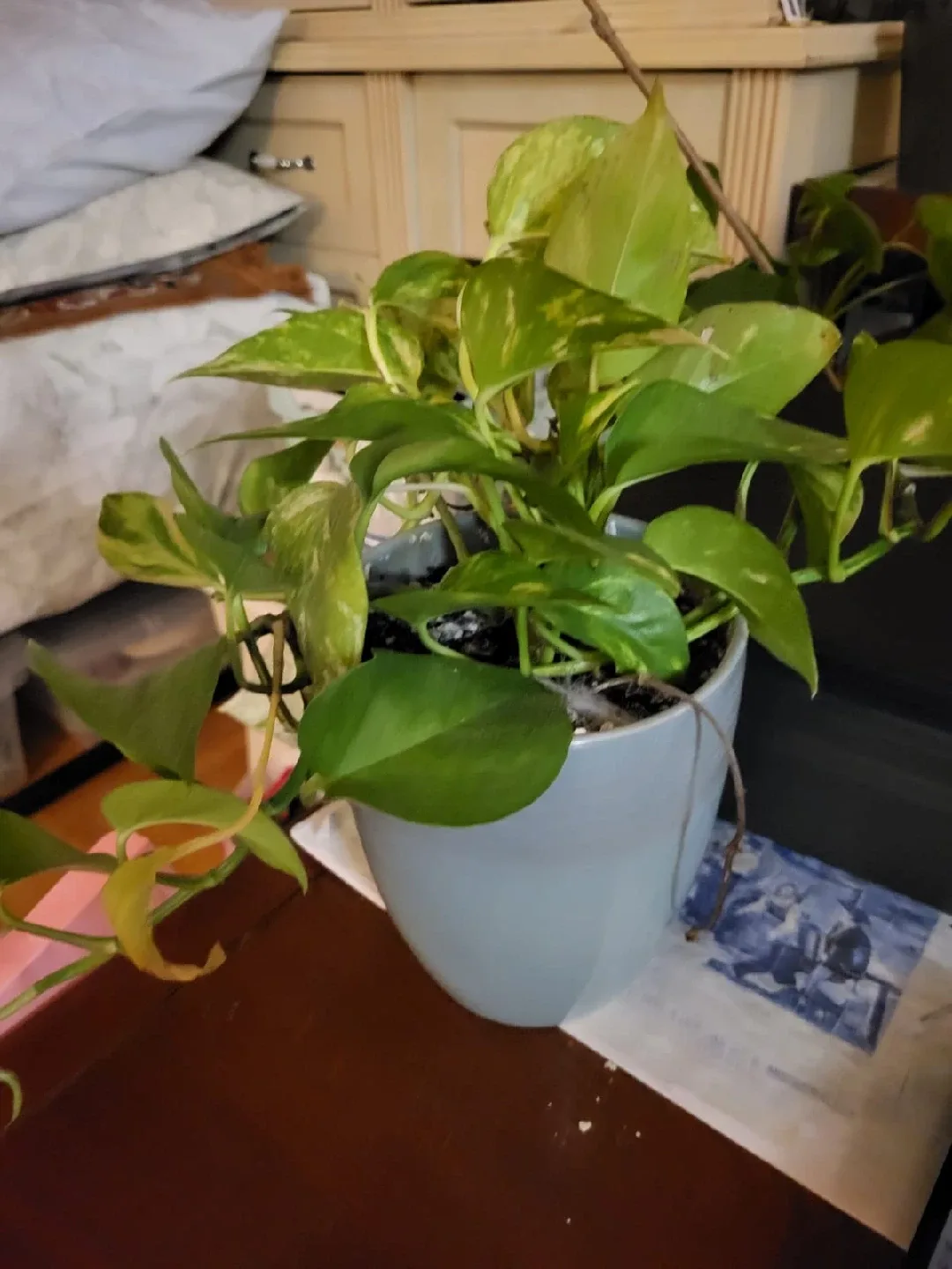 Potted Plants with ceramic pots $10 for all image indicator(2)