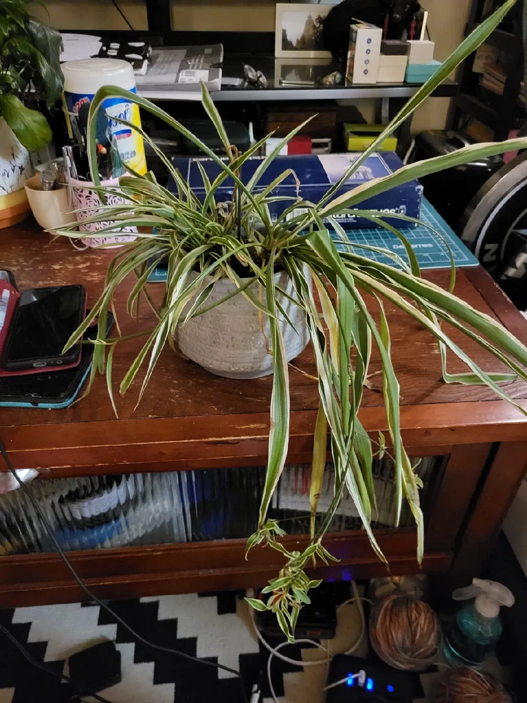 Potted Plants with ceramic pots $10 for all image indicator(3)