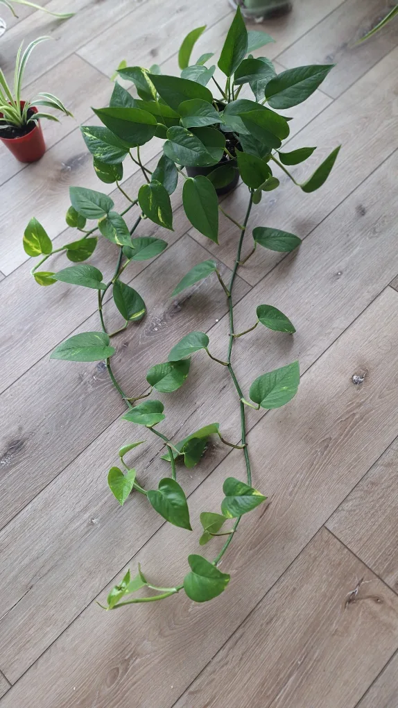 Pothos Plant image indicator(3)