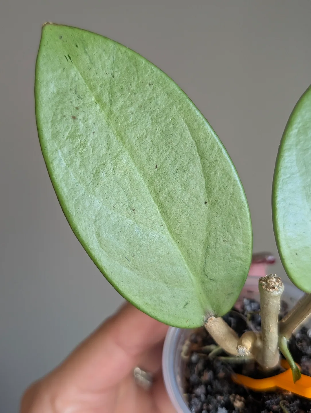 Hoya silver dollar image indicator(5)