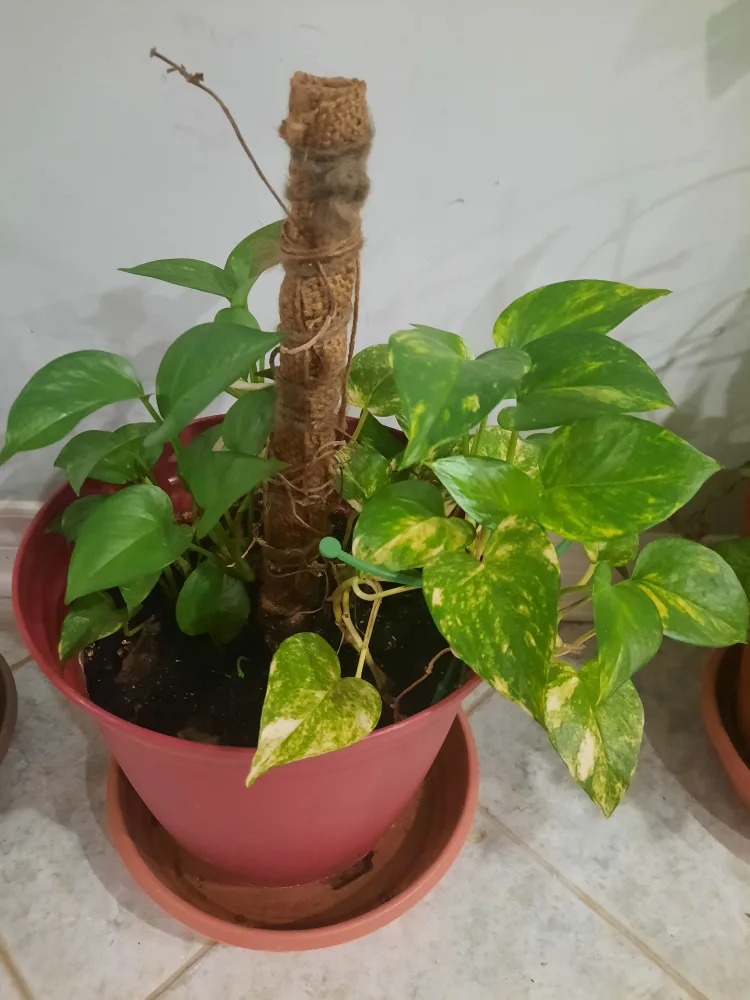 Potted Golden Pothos Plant with Moss Pole thumbnail