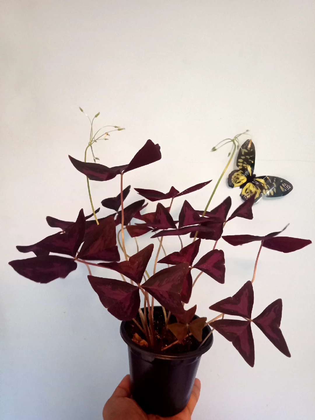 Purple Oxalis Triangularis