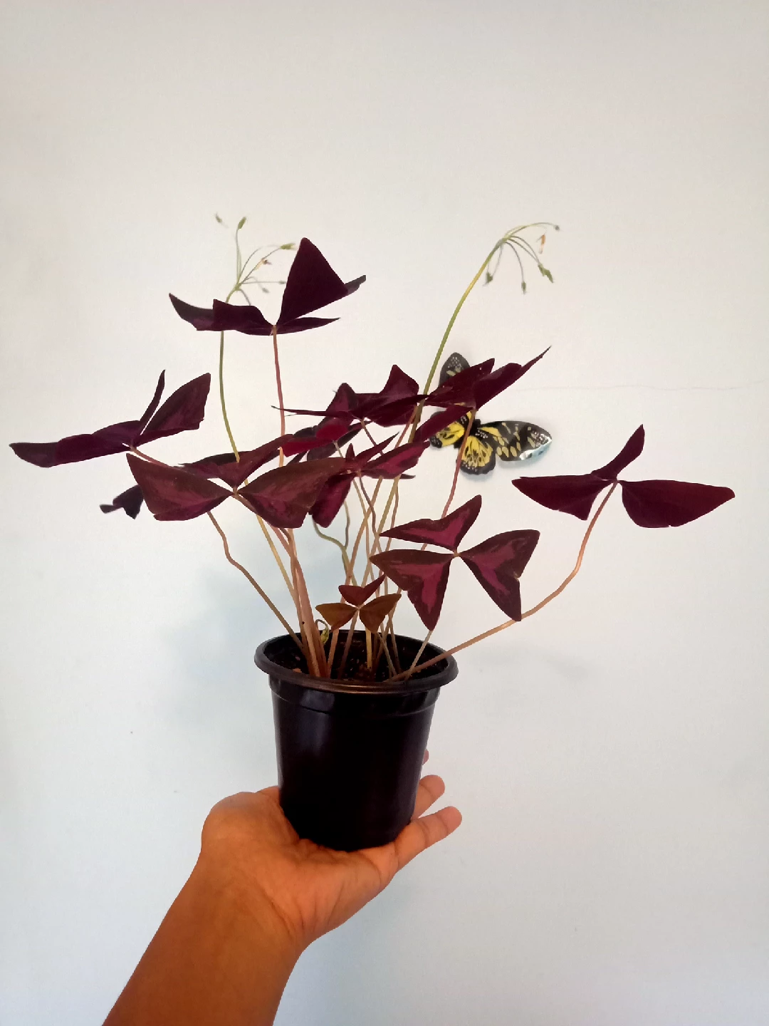 Purple Oxalis Triangularis - photo 2